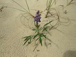 Image of Lupinus multiflorus Desr.