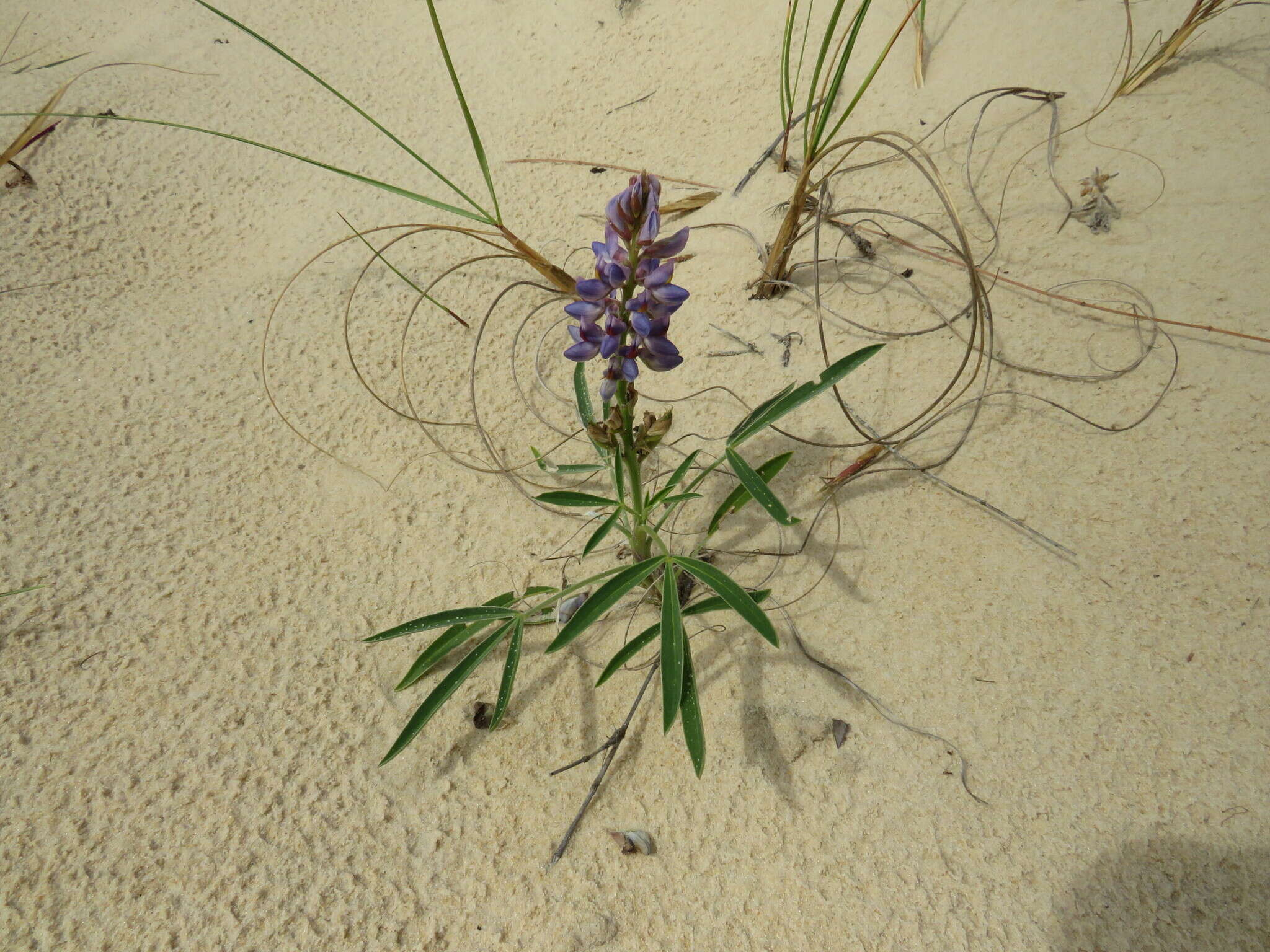 Image of Lupinus multiflorus Desr.