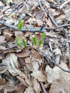 Image of Epimedium alpinum L.