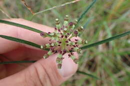 Image de Asclepias hirtella (Pennell) R. E. Woodson