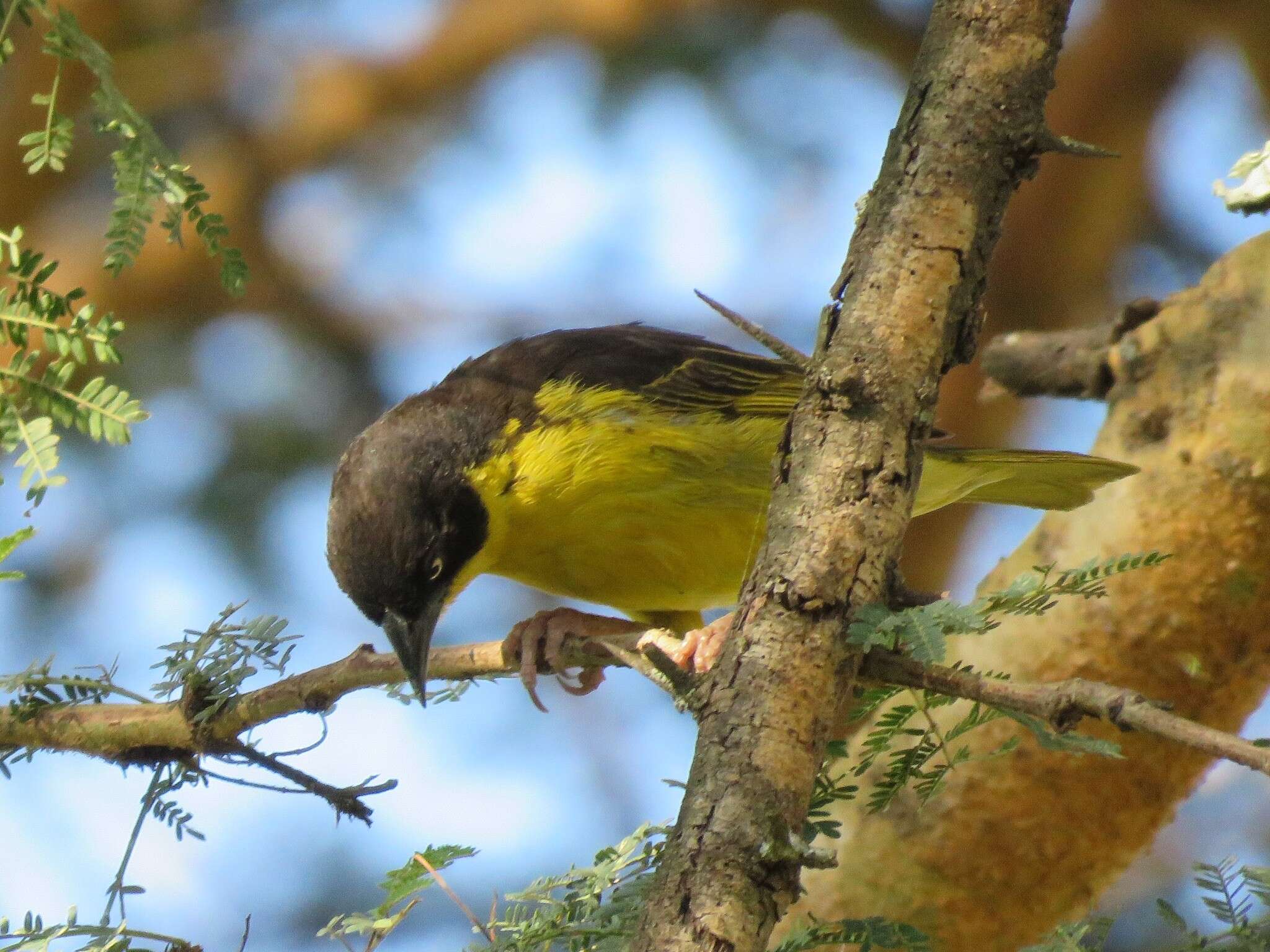 Image of Baglafecht Weaver