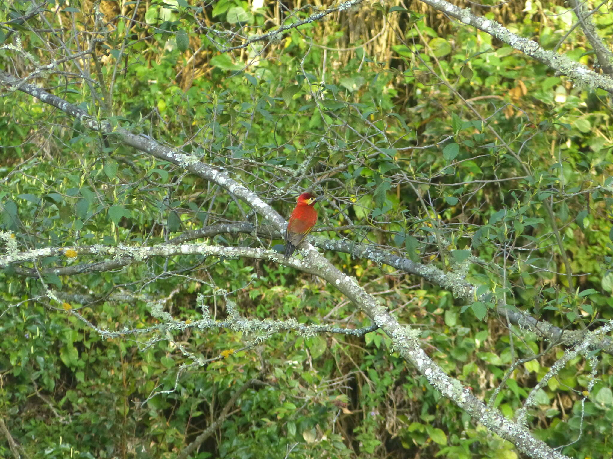 Image of Crimson-mantled Woodpecker