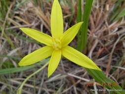 Image of Empodium elongatum (Nel) B. L. Burtt