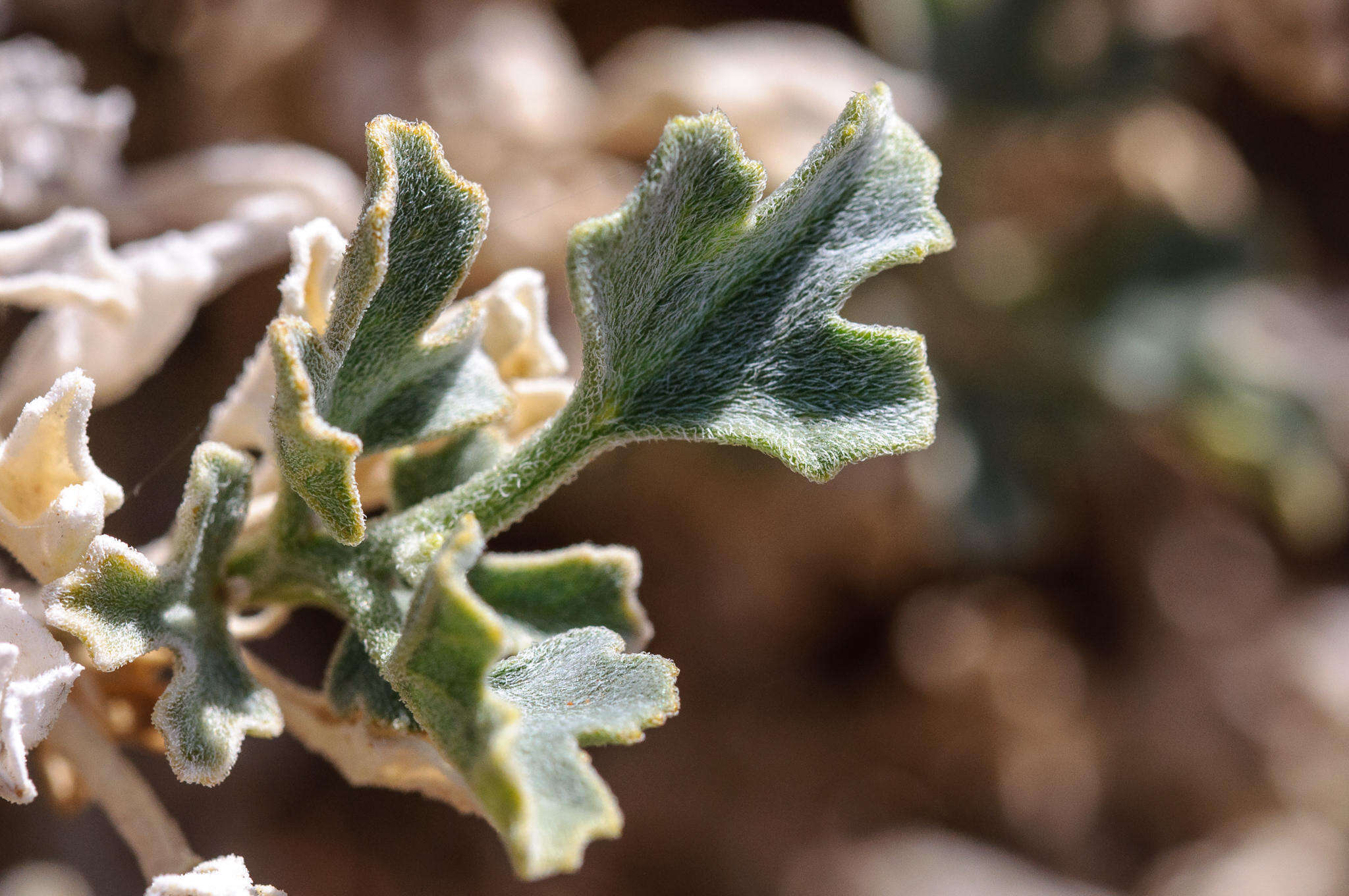 Image de Cucumis rigidus E. Mey. ex Sond.