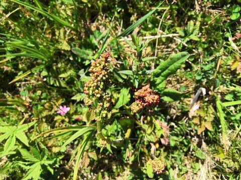 Image of Lapland Sorrel