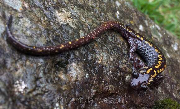 Image of Caucasian salamander