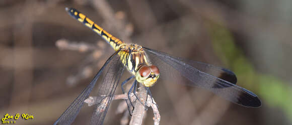 Image of Sympetrum infuscatum (Selys 1883)