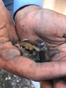 Image of Crested Bobwhite