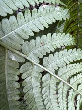 Image de Dryopteris sandwicensis (Hook. & Arn.) C. Chr.