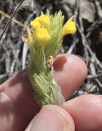 Image of cutleaf Indian paintbrush