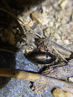 Image of Ground beetle