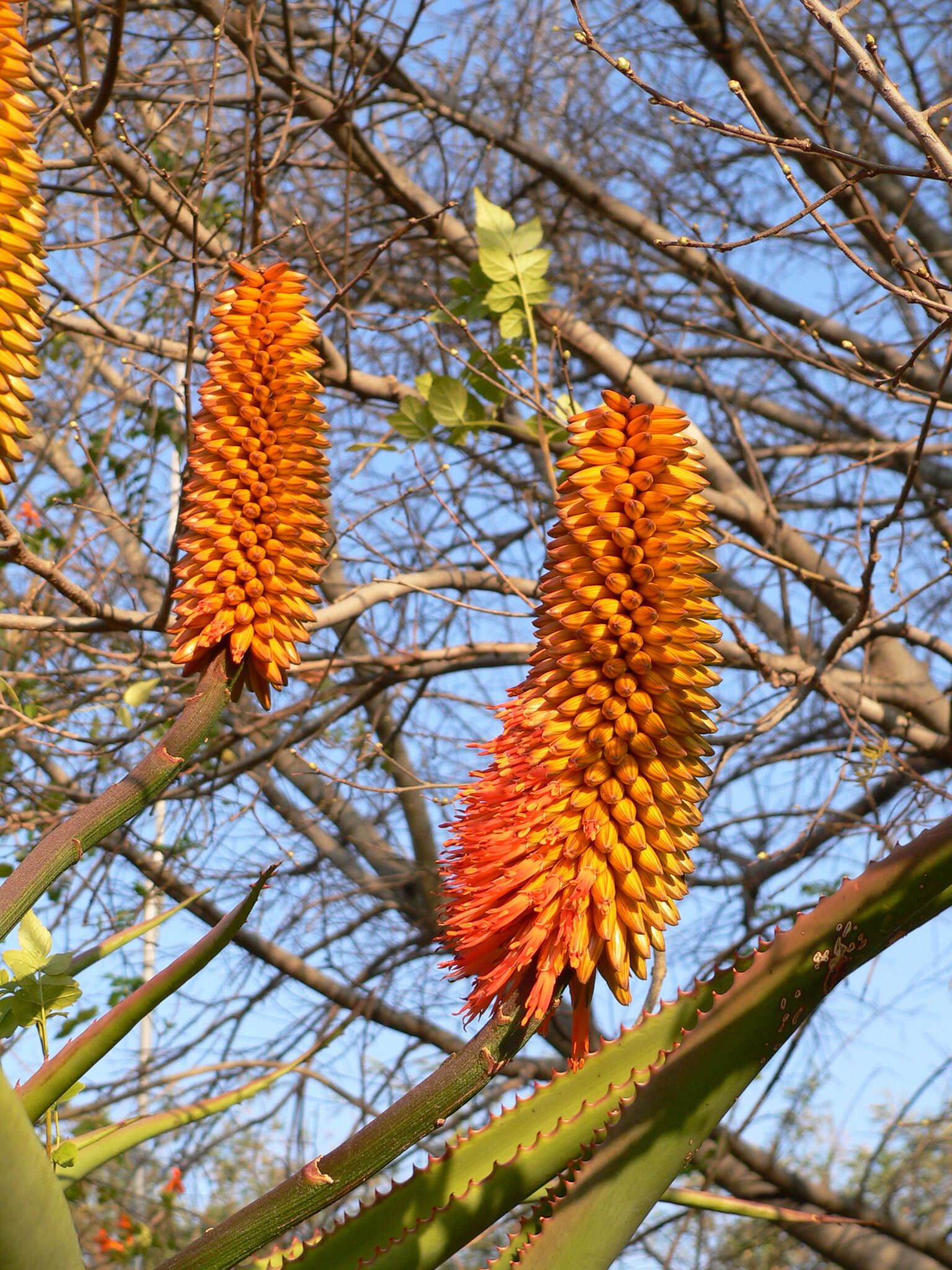 Aloe rupestris Baker resmi