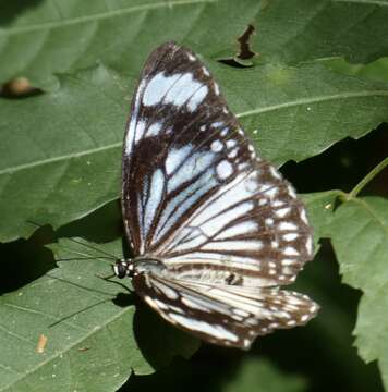 Imagem de Zethera pimplea Erichson 1834