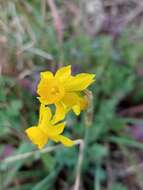 Image of Narcissus flavus Lag.