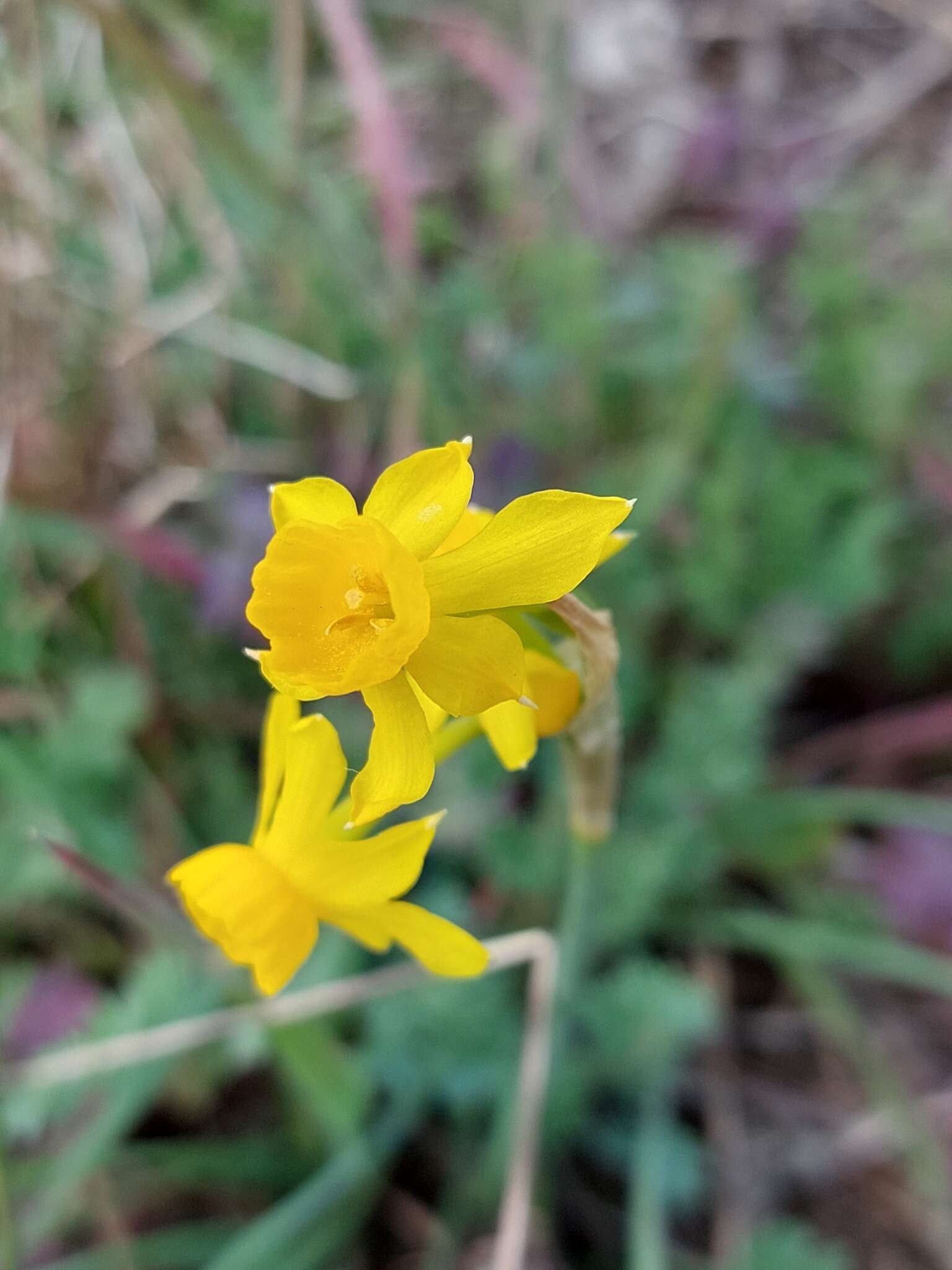 Image of Narcissus flavus Lag.