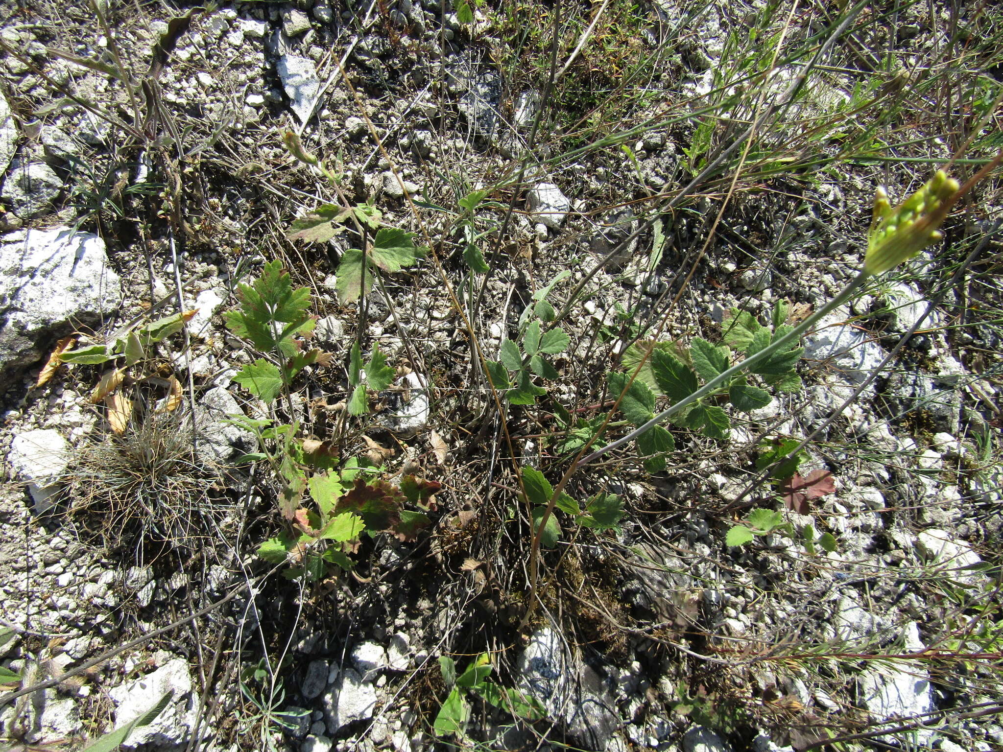 Image of solidstem burnet saxifrage
