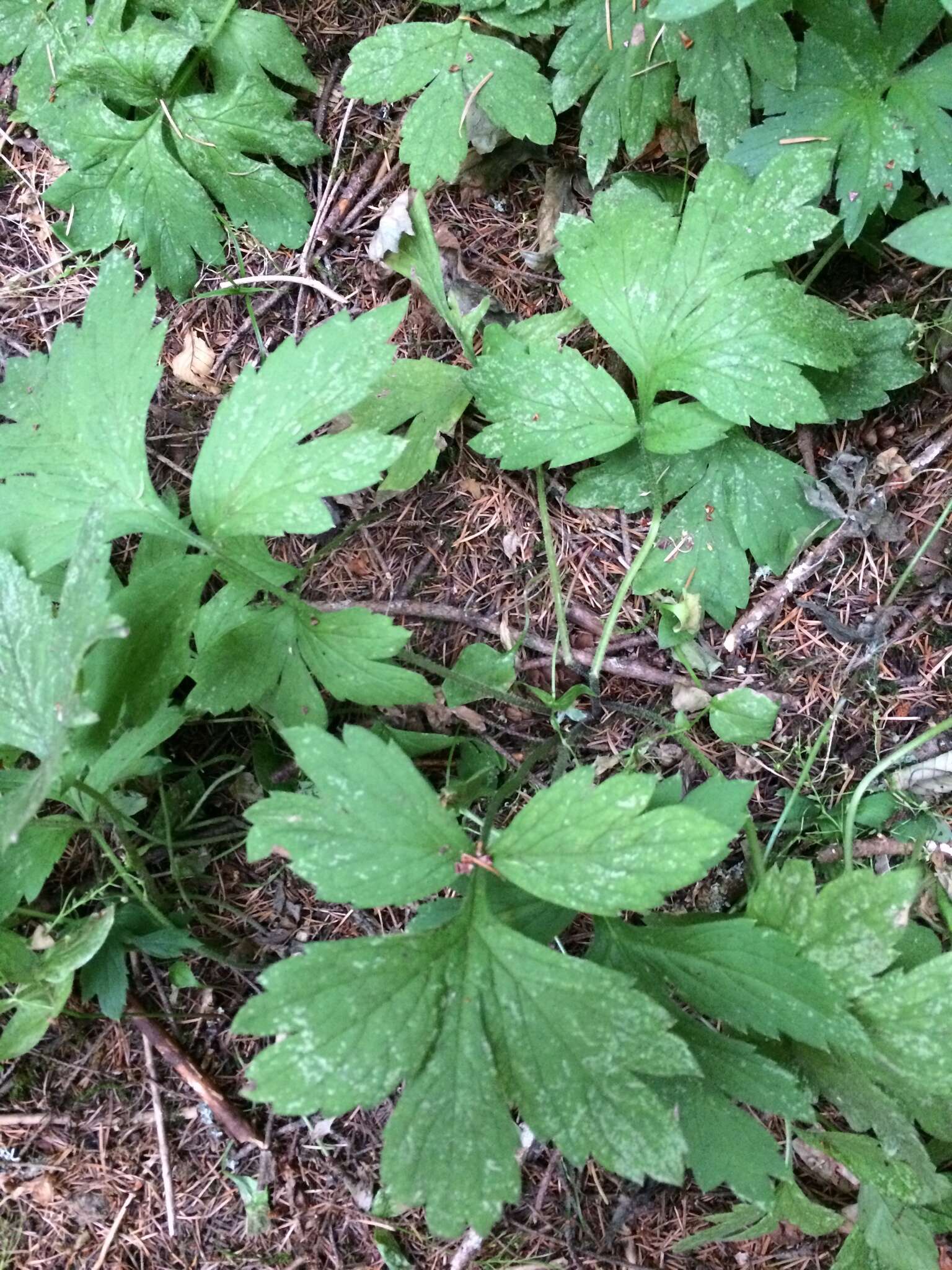 Image of Pacific waterleaf