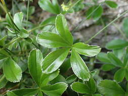 Image of Alchemilla saxatilis Buser