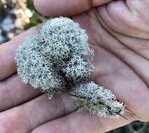 Image de Cladonia evansii Abbayes