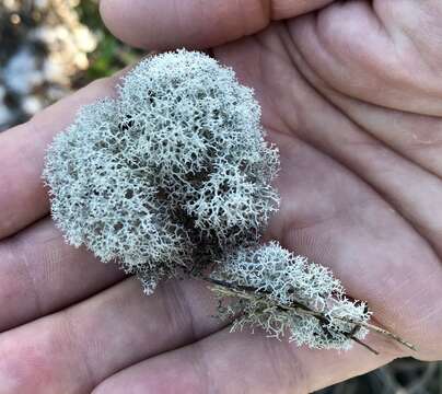 Слика од Cladonia evansii Abbayes