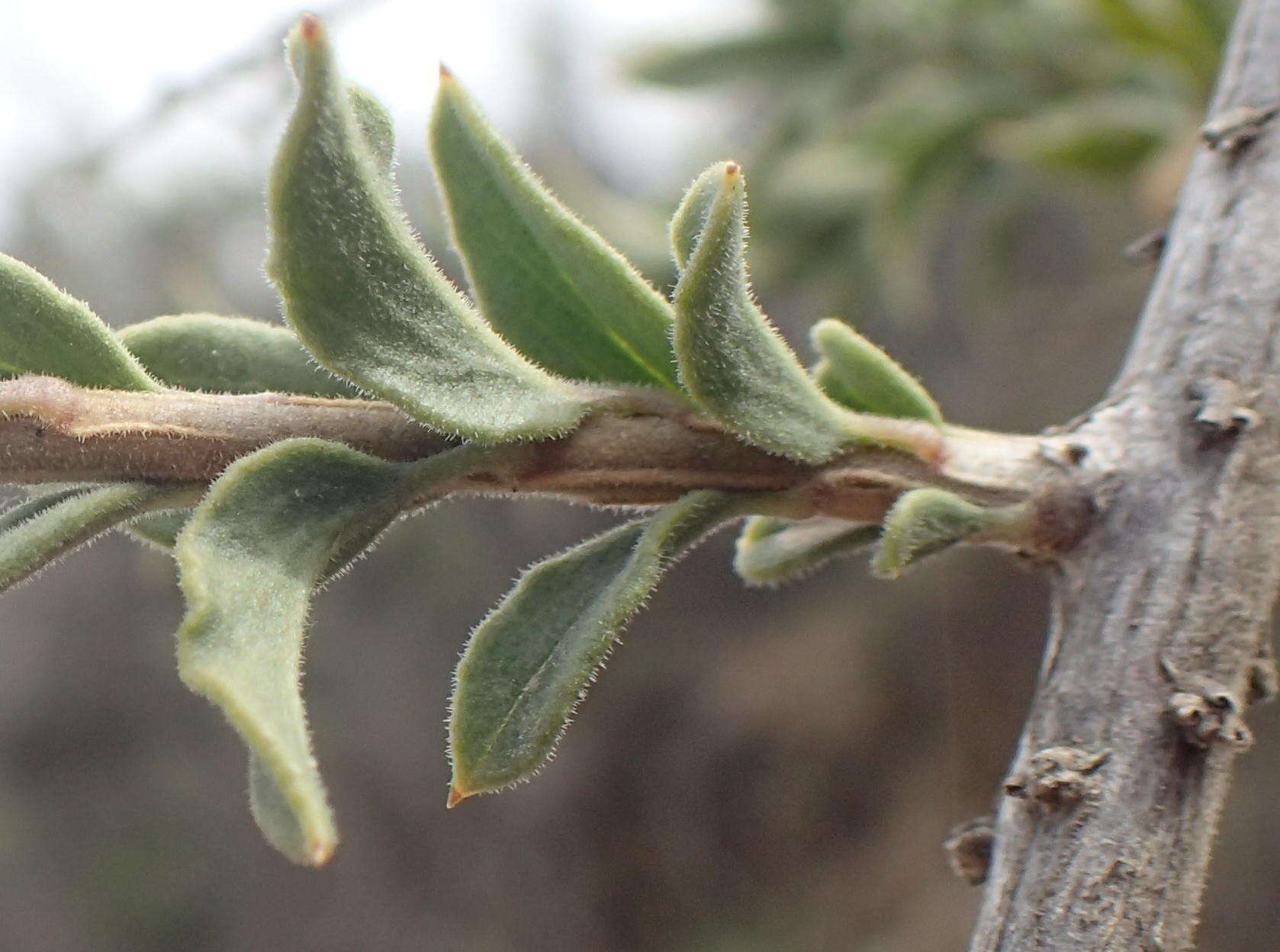 Image of Freylinia vlokii E. J. Van Jaarsveld