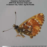 Image of Boloria chariclea butleri