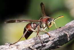 Image of Polistes marginalis (Fabricius 1775)