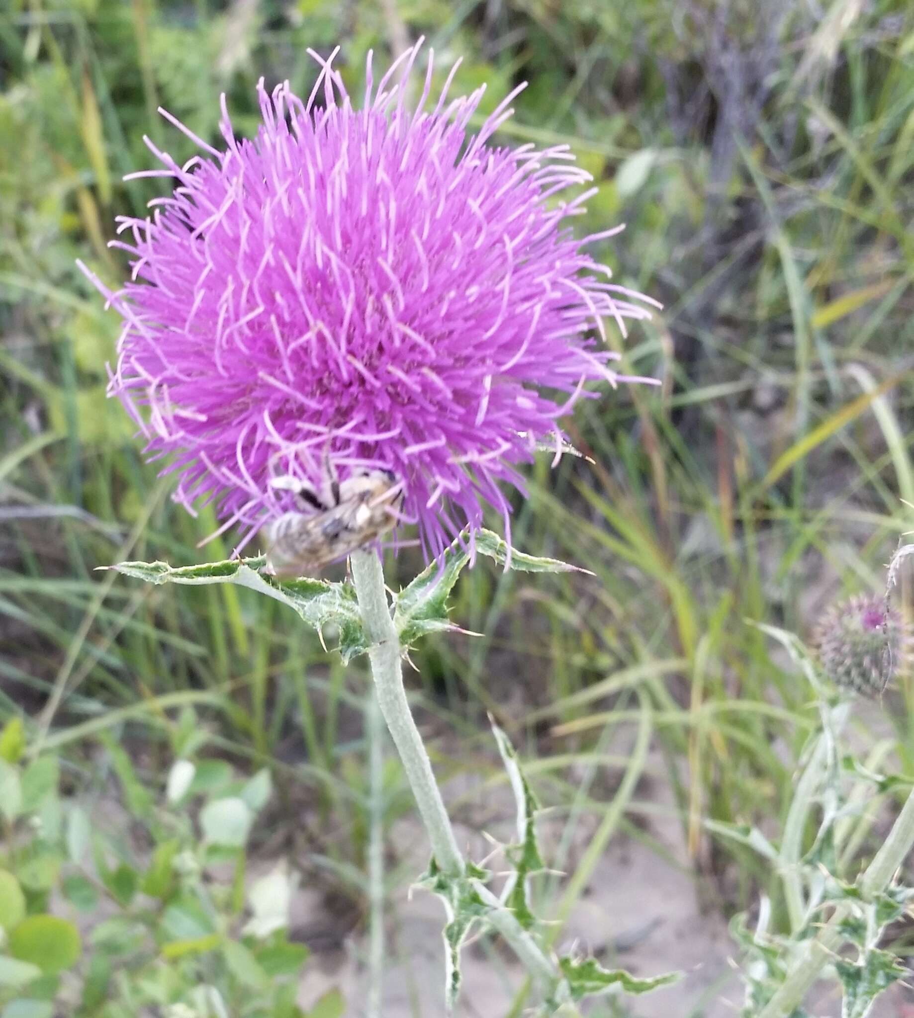 Image de Cirsium flodmanii (Rydb.) Arthur