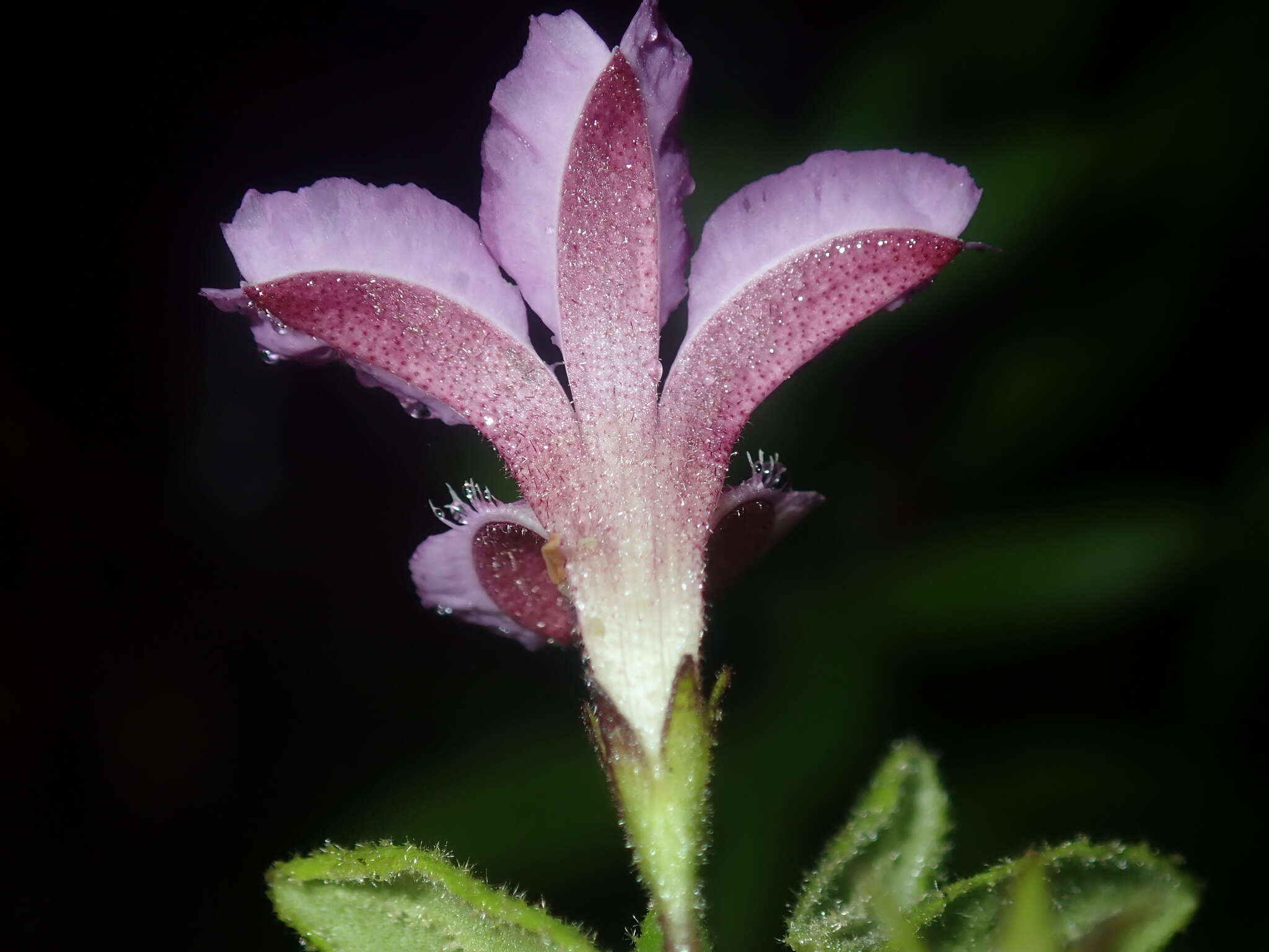 Image of Coopernookia chisholmii (Blakely) Carolin