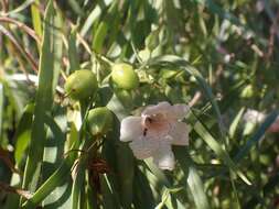 Imagem de Eremophila bignoniiflora (Benth.) F. Muell.