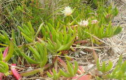 Image of Carpobrotus edulis subsp. edulis