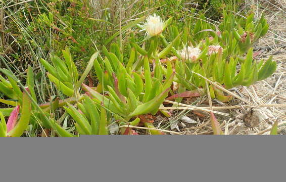 Imagem de Carpobrotus edulis subsp. edulis