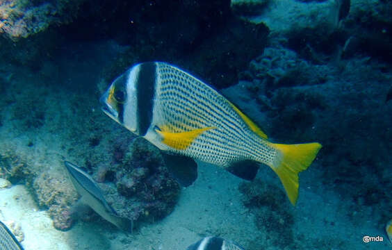 Image of Bridled seabream