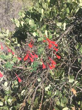 Image of Tropaeolum tricolor Sw.