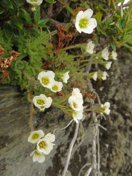 Image of Saxifraga magellanica Poir.