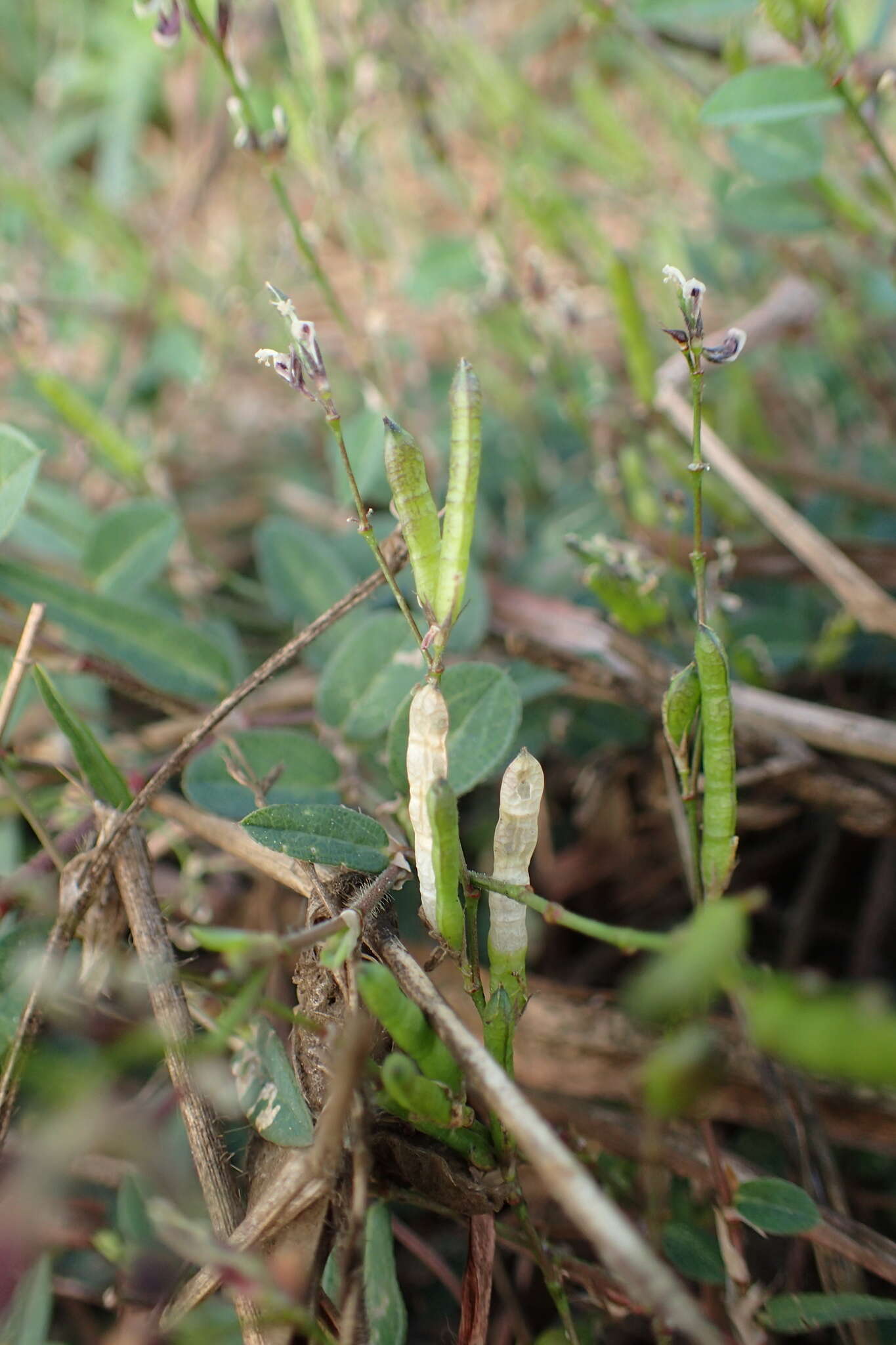 Plancia ëd Alysicarpus vaginalis var. vaginalis