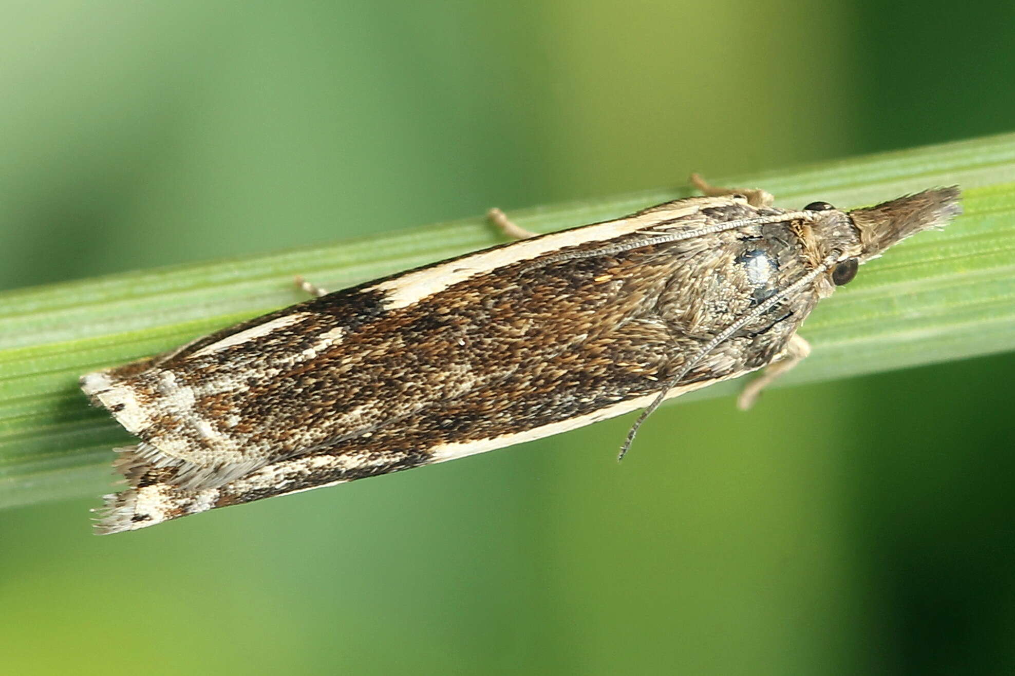 Image of Crambus heringiellus Herrich-Schäffer 1949