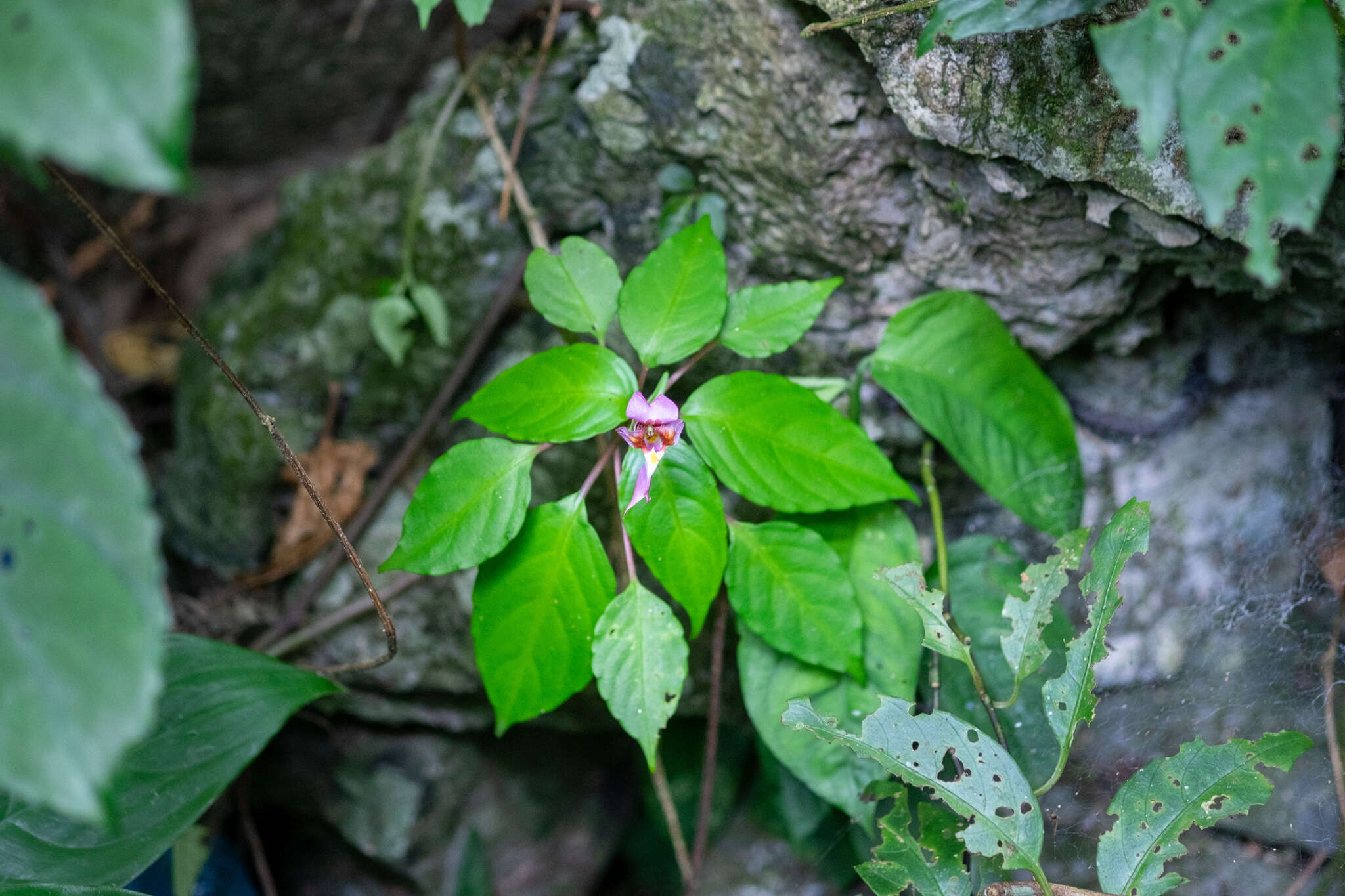 Imagem de Impatiens bonii Hook. fil.