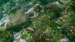 Image of Giant Hawkfish