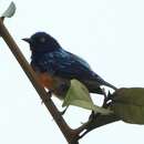 Image of Scarlet-breasted Dacnis