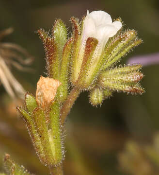 Phacelia affinis A. Gray的圖片