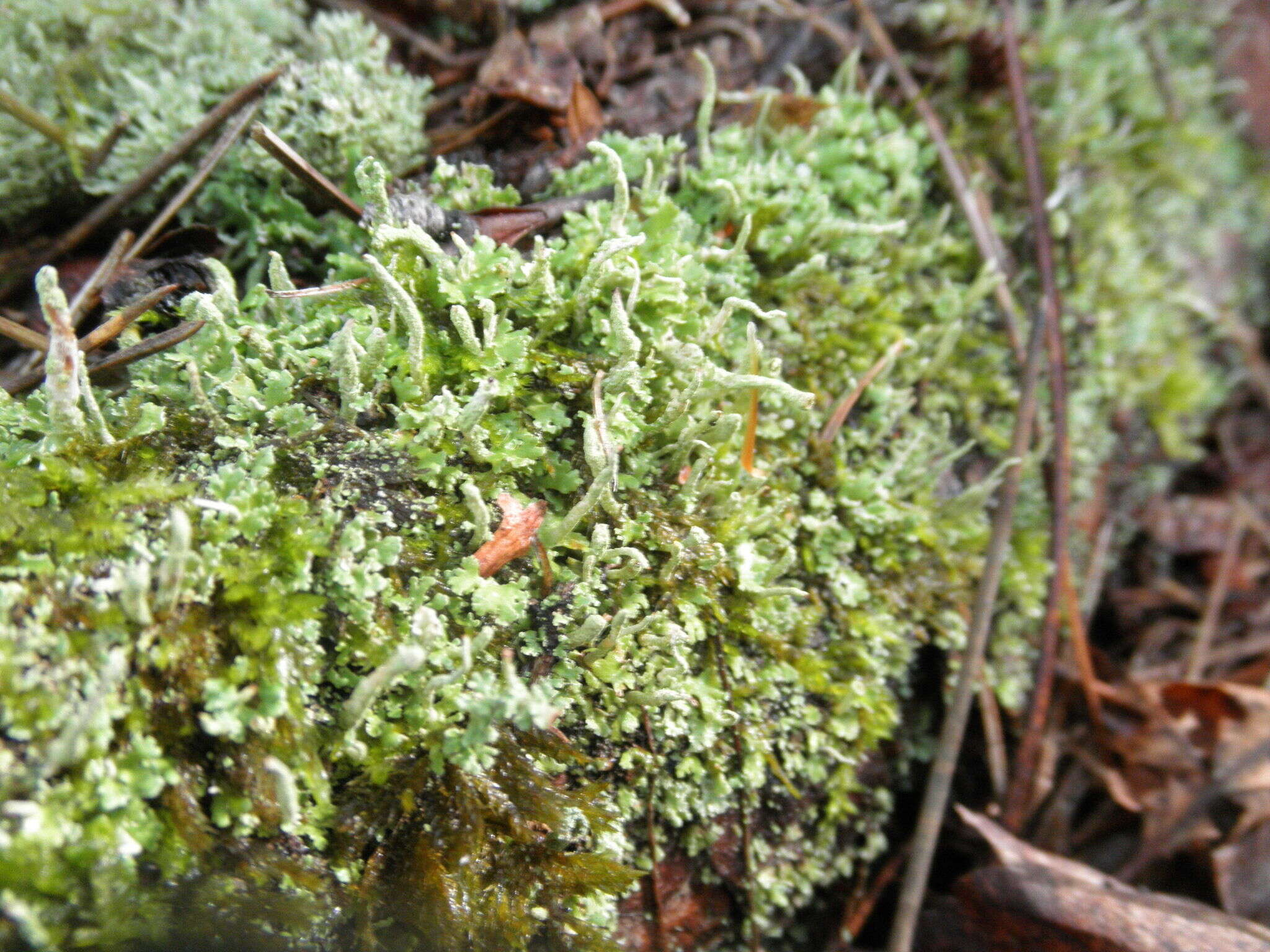 Image of cup lichen