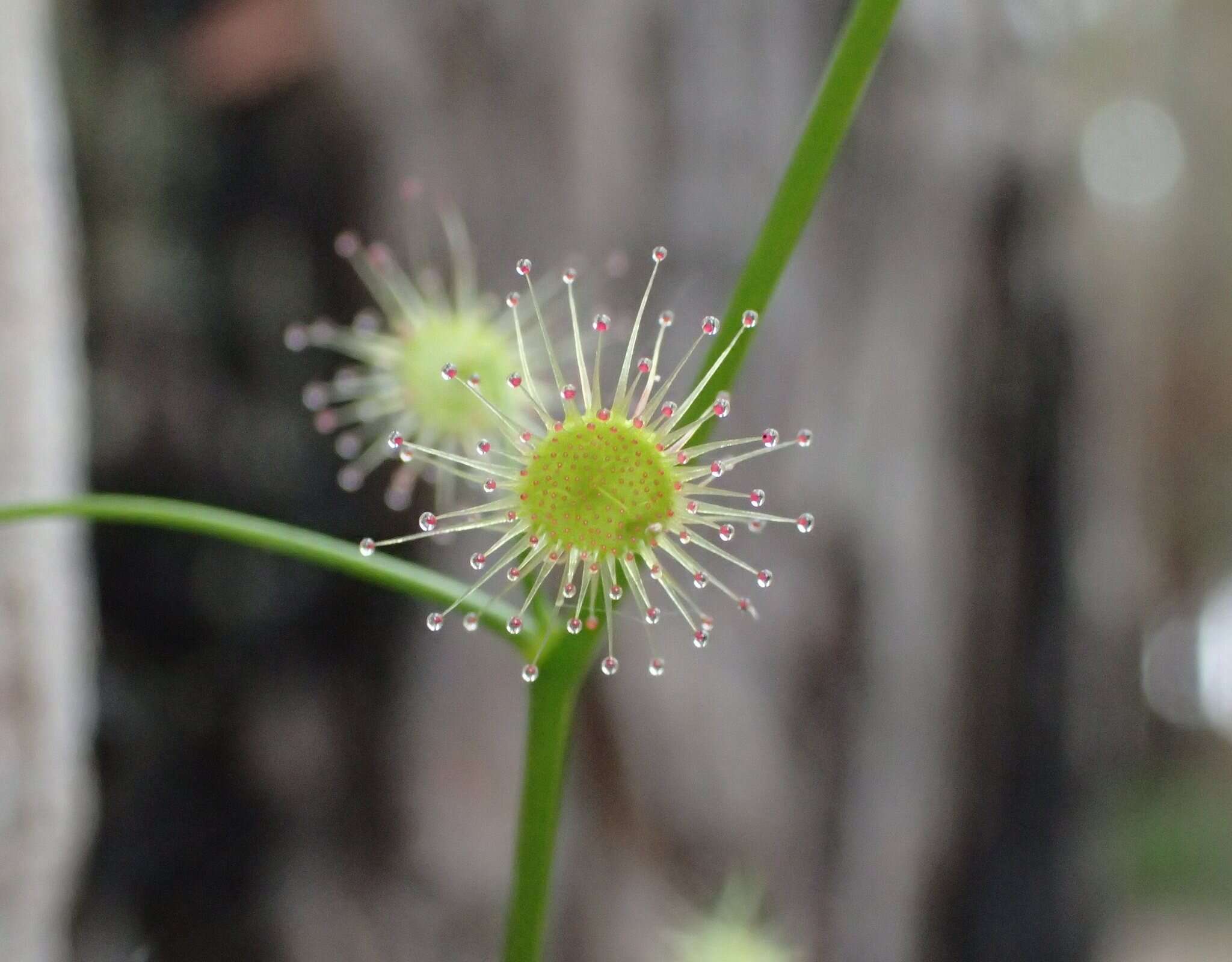 Image of Drosera pallida Lindl.