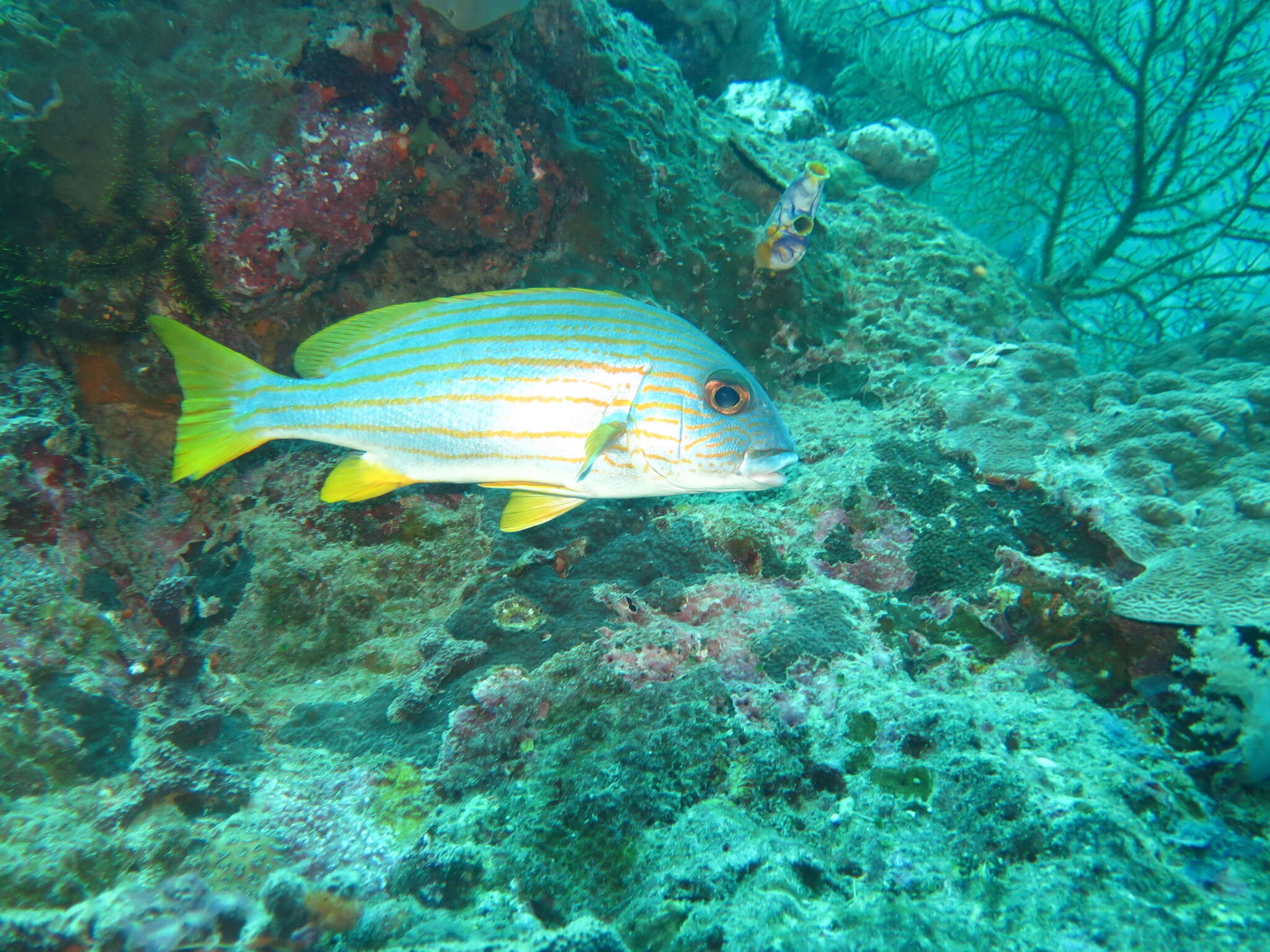 Sivun Plectorhinchus chrysotaenia (Bleeker 1855) kuva