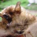 Myotis tricolor (Temminck 1832)的圖片