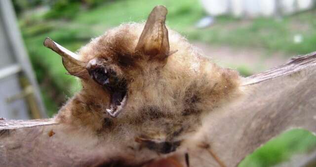 Image of Cape Hairy Bat