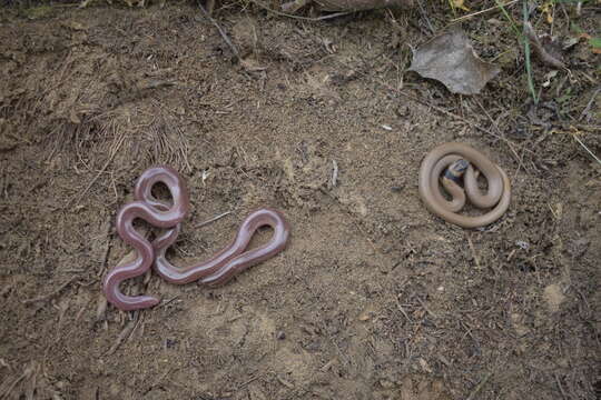 Image of Collared Dwarf Racer