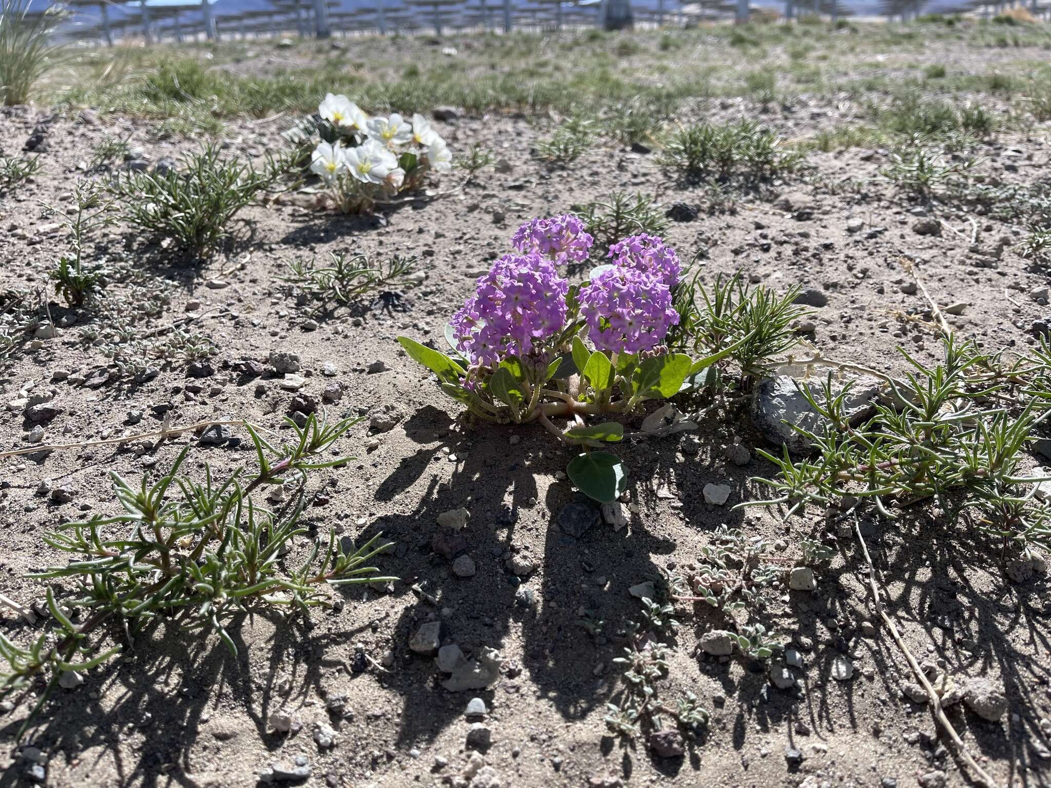 Image of Lassen sandverbena