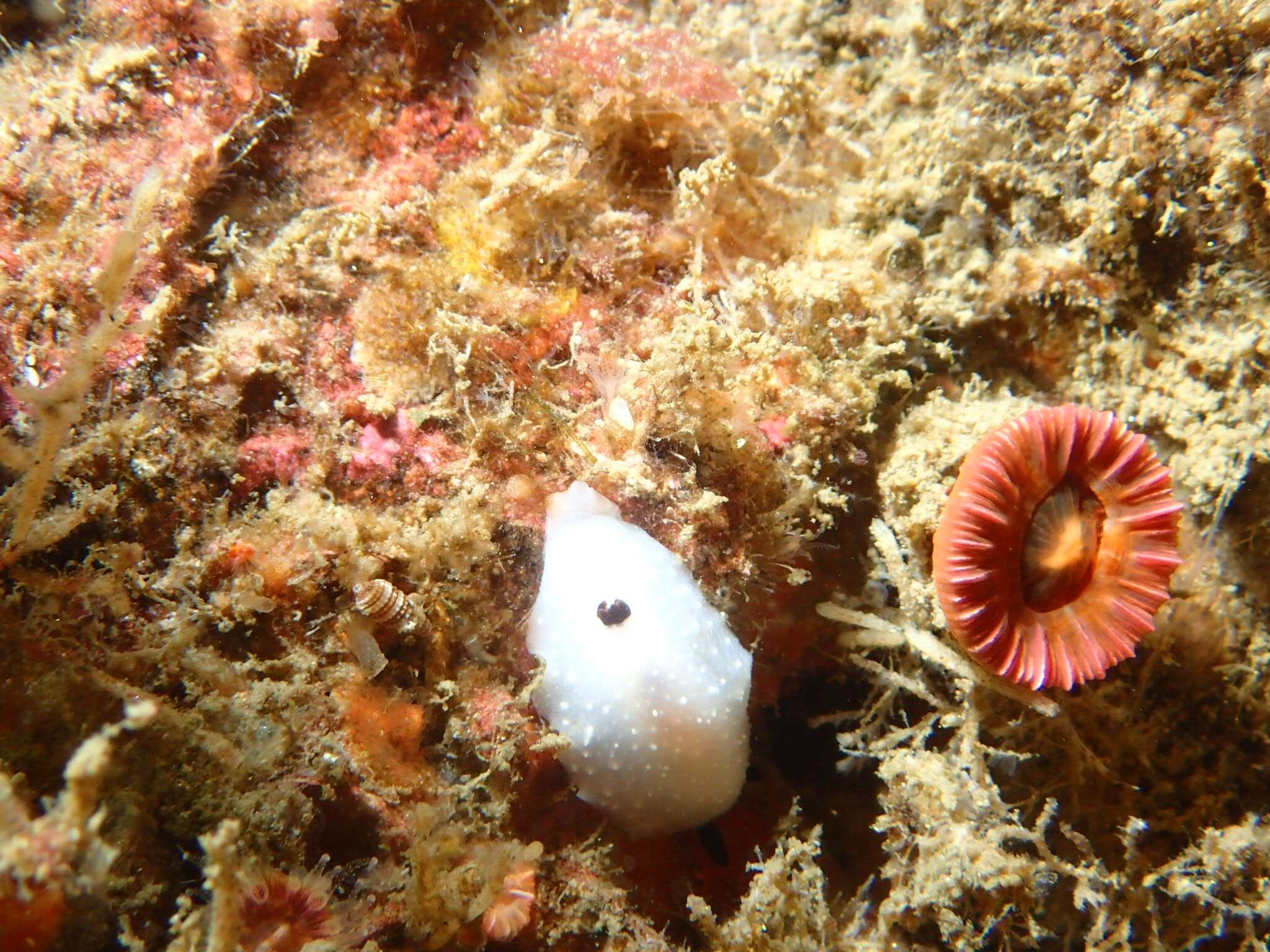 صورة Cadlina limbaughorum Lance 1962