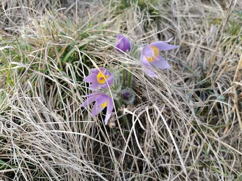 Image of Greater Pasque Flower